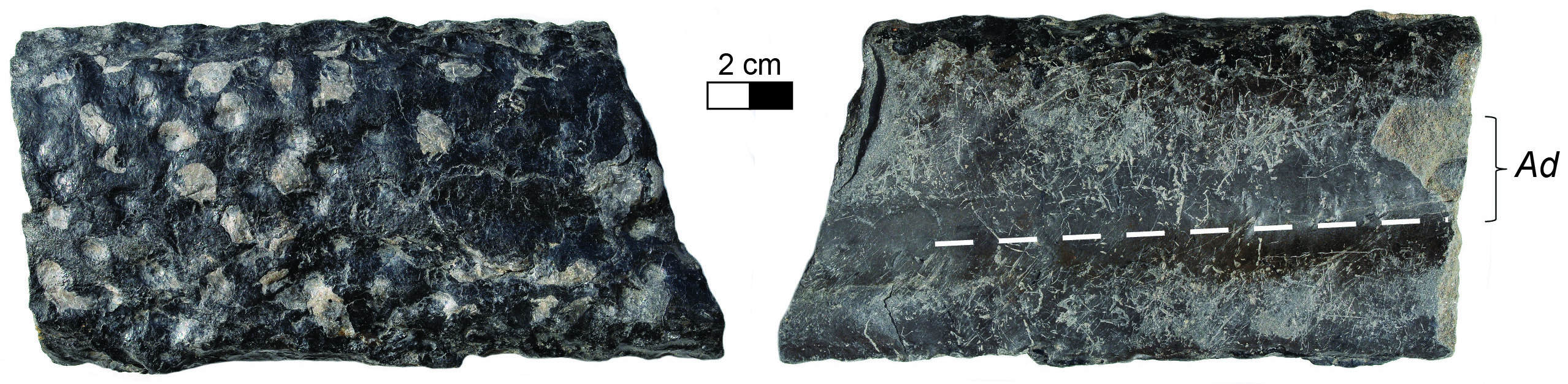 Two sides of a Stigmaria ficoides specimen from eastern Kentucky preserved as a silty shale cast with a coalified outer rim, showing characteristic circular pits where root hairs attached and an axial depression (Ad) on one side.